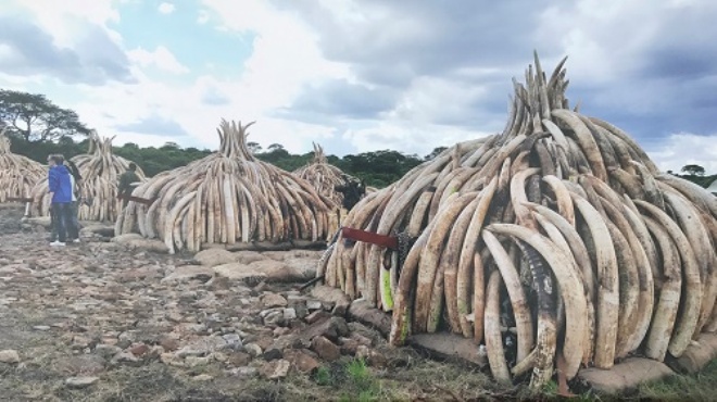 Bốn quốc gia khu vực Nam châu Phi kêu gọi dỡ bỏ lệnh cấm buôn bán ngà voi