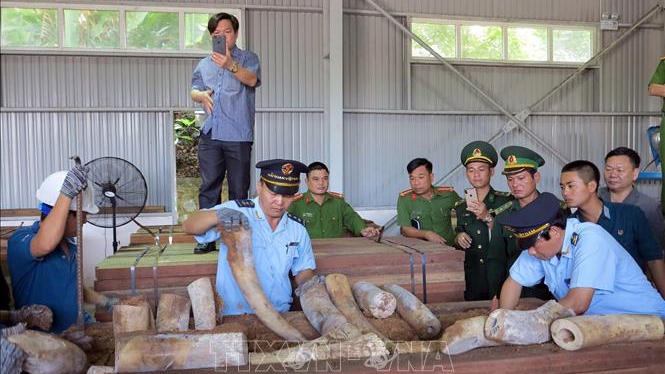 Khẩn trương điều tra mở rộng vụ án vận chuyển ngà voi từ nước ngoài vào Việt Nam