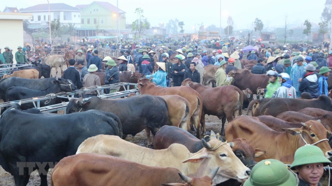 Xem phiên cuối năm của 'chợ trâu bò lớn nhất Đông Nam Á' tại Đô Lương