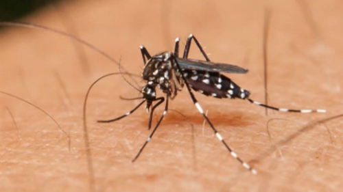 Cảnh báo dịch COVID-19 làm tăng nguy cơ các bệnh do muỗi gây ra