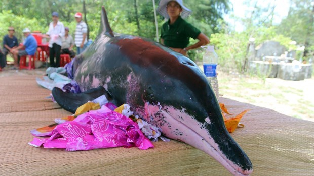 Xác cá voi nặng 1 tấn trôi dạt vào bờ biển Quảng Bình