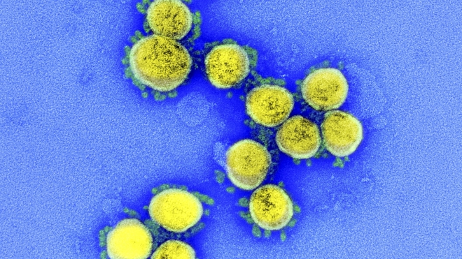 Nhật Bản công bố số liệu phân tích biến thể mới của virus SARS-CoV-2