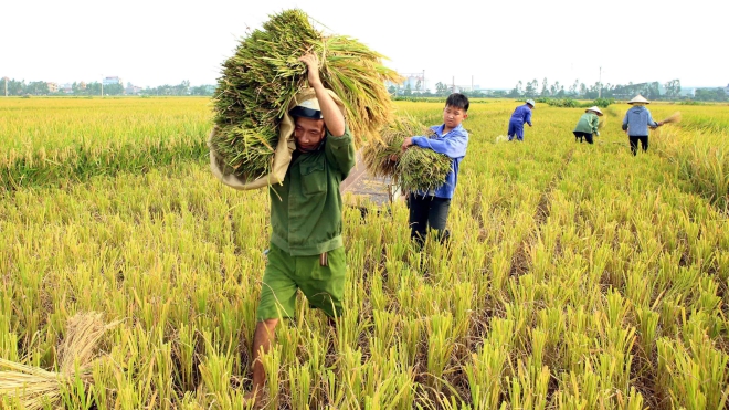 Chữ và nghĩa: 'Chiêm lên vai, thóc dài xuống đất'