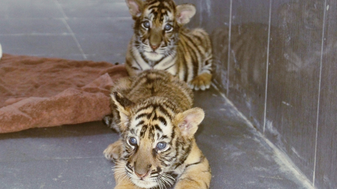 7 cá thể hổ được Vườn Quốc gia Pù Mát chăm sóc đang phục hồi tốt