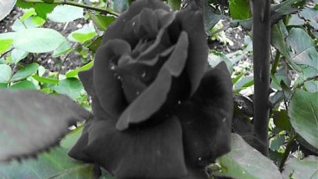 Giải cứu hoa hồng đen quý hiếm