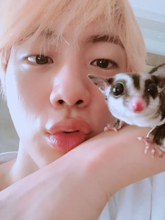 BTS, Jin, Jin BTS coi thú cưng như bạn đời, Jungkook, V BTS, Suga, Jimin, bts