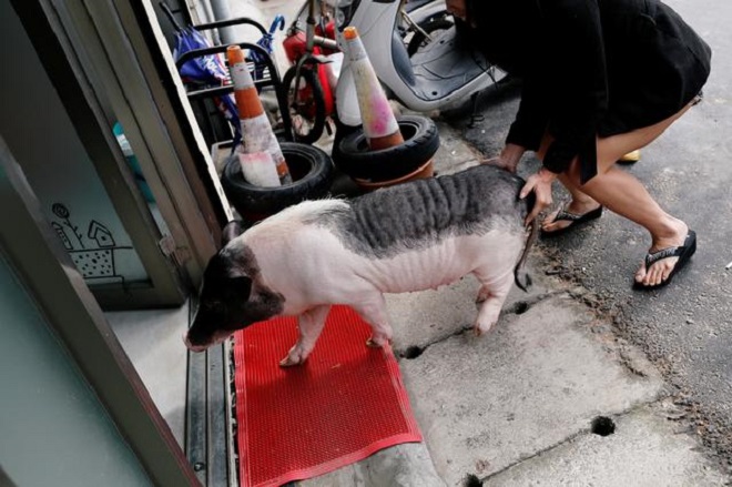 Lợn cưng được chủ đẩy vào nhà. Ảnh: Reuters