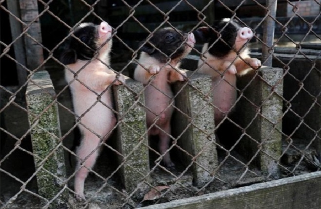 Lợn Bami có thể phát triển tới 60kg. Ảnh: Reuters