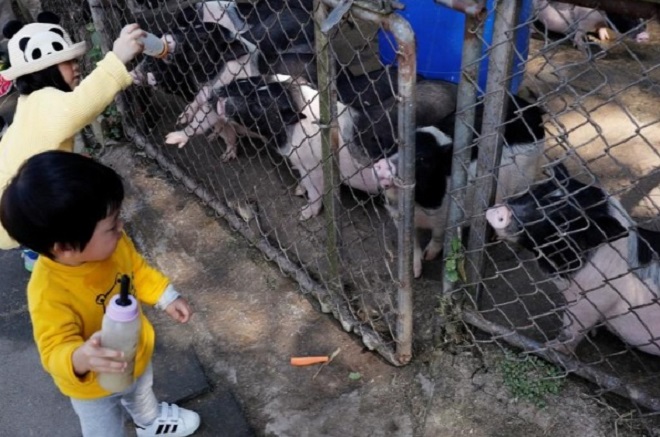 Trẻ em cho lợn con ăn sữa. Ảnh: Reuters