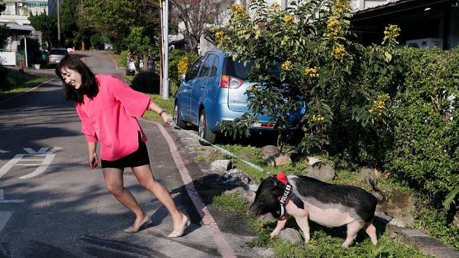 Anita Chen và con lợn cưng. Ảnh: Reuters