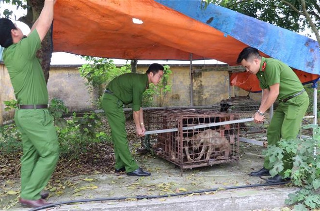 Trong ảnh: Đàn chó được chuyển tới Công an huyện Kim Động. Ảnh: Đinh Tuấn - TTXVN