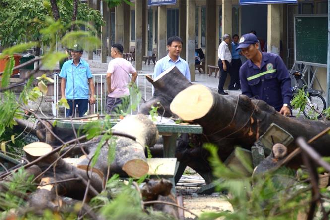 Trong ảnh: Lực lượng chức năng dọn dẹp hiện trường cây phượng bị ngã đổ khiến 3 nữ sinh trường THCS Trần Hưng Đạo bị thương. Ảnh: Lê Xuân-TTXVN