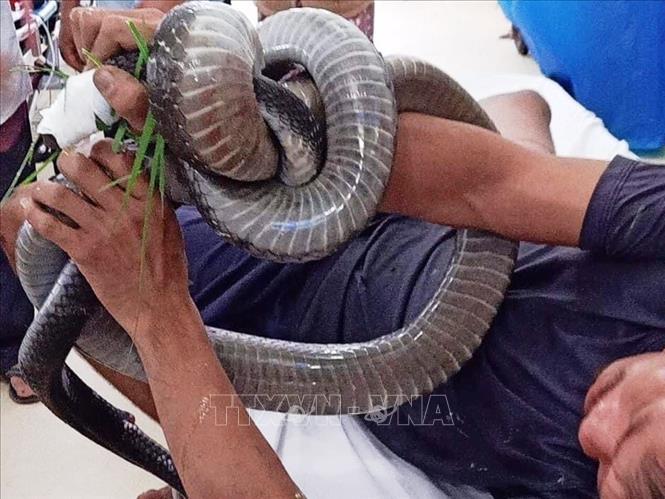 Trong ảnh: Anh Tâm vẫn giữ trong tay con rắn hổ mang khi được đưa đến cấp cứu tại bệnh viện. Ảnh: TTXVN phát