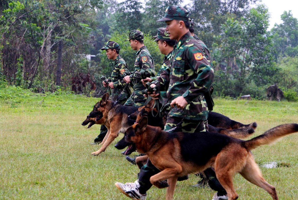 Các chiến sỹ biên phòng Thừa Thiên-Huế huấn luyện chó nghiệp vụ trên thao trường. (Ảnh: Hồ Cầu/TTXVN)