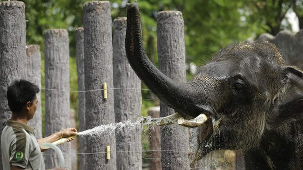 Nhân viên vườn thú phun nước làm mát cho voi ở vườn thú Dusit ở Bangkok. (Nguồn: AP)
