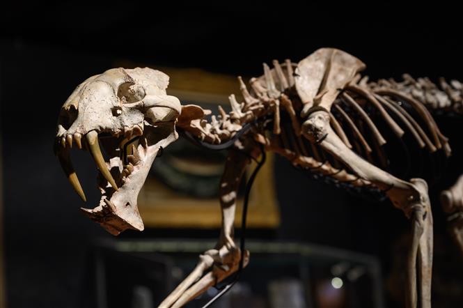 Trong ảnh: Bộ xương hóa thạch có niên đại gần 40 triệu năm của con hổ răng kiếm tại nhà bán đấu giá Geneva, Thụy Sĩ. Ảnh: AFP/TTXVN