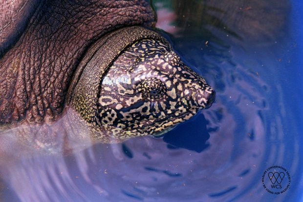 Cận cảnh đầu và vân của rùa Hoàn Kiếm. Ảnh: WCS Việt Nam