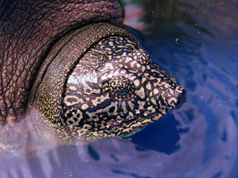 Cá thể rùa ở Đồng Mô, Hà Nội là loài rùa Hoàn Kiếm, giống cái
