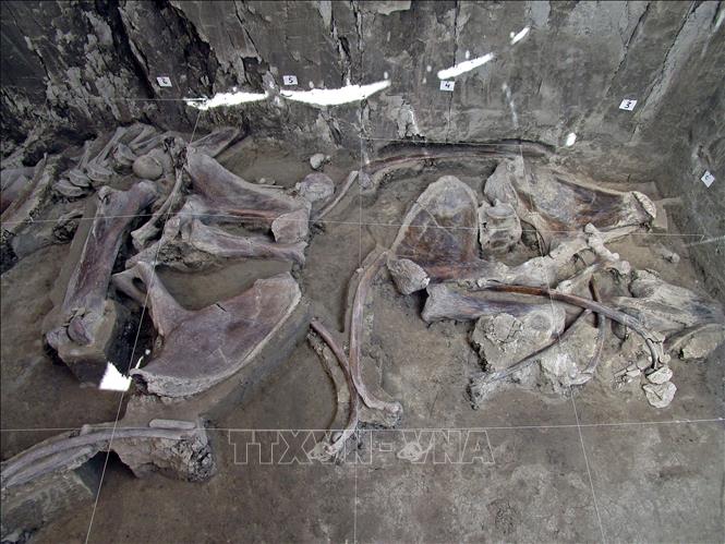 Xương voi ma mút hóa thạch tại Mexico
