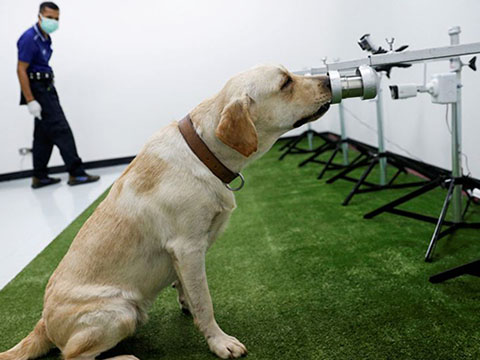 Dùng chó đánh hơi virus – một giải pháp giảm tải cho hệ thống xét nghiệm Covid-19