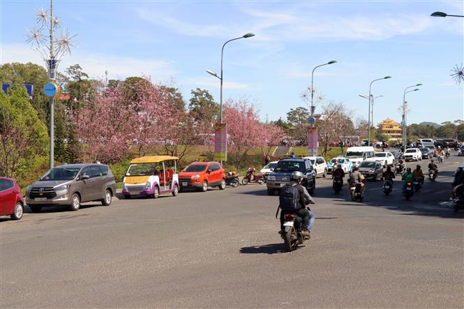 Mai anh đào, mai anh đào nở bung sau Tết, Tết Nguyên Đán, Mai anh đào nở ở Đà Lạt