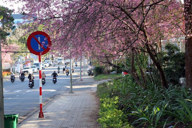 Mai anh đào, mai anh đào nở bung sau Tết, Tết Nguyên Đán, Mai anh đào nở ở Đà Lạt