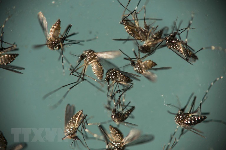 bang Nam Australia cảnh báo virut lây qua muỗi, virut lây qua muỗi, dịch bệnh, dịch bệnh lây qua muỗi, virut lây qua muỗi gây chết người, muỗi gây chết người