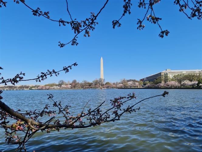 Thủ đô Washington vào mùa hoa anh đào, lễ hội hoa anh đào tại Mỹ, hoa anh đào, lễ hội hoa anh đào, Thủ đô Mỹ vào mùa hoa anh đào, Thủ đô Mỹ vào mùa lễ hội hoa anh đào