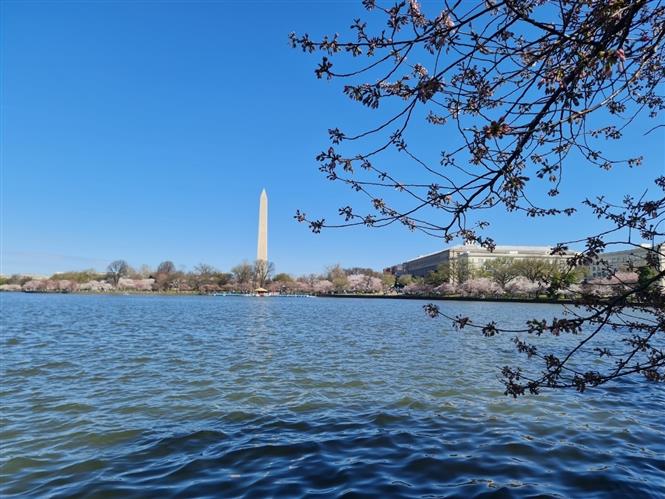 Thủ đô Washington vào mùa hoa anh đào, lễ hội hoa anh đào tại Mỹ, hoa anh đào, lễ hội hoa anh đào, Thủ đô Mỹ vào mùa hoa anh đào, Thủ đô Mỹ vào mùa lễ hội hoa anh đào