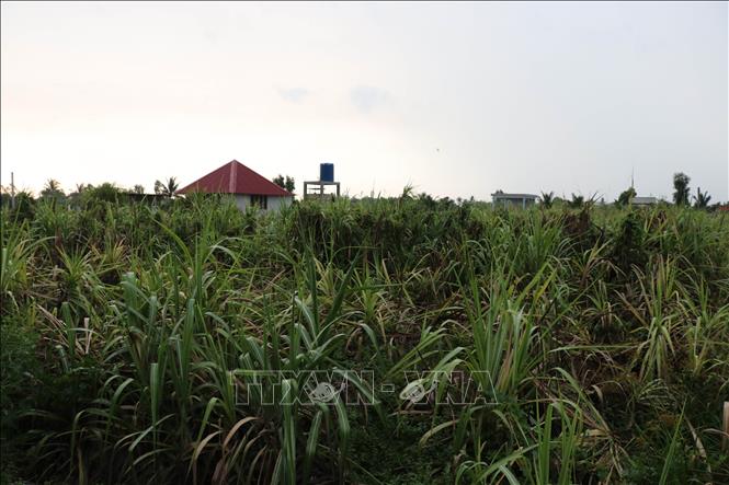 nam sinh tử vong trên nương mía, nam sinh tử vong, nam sinh ở Sơn La tử vong 