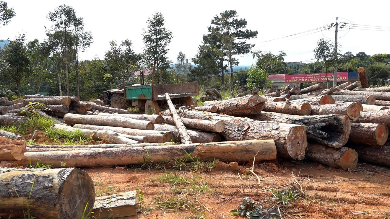 7 cán bộ bảo kê phá rừng, cán bộ kiểm lâm bảo kê phá rừng, bảo kê phá rừng ở Lâm Đồng