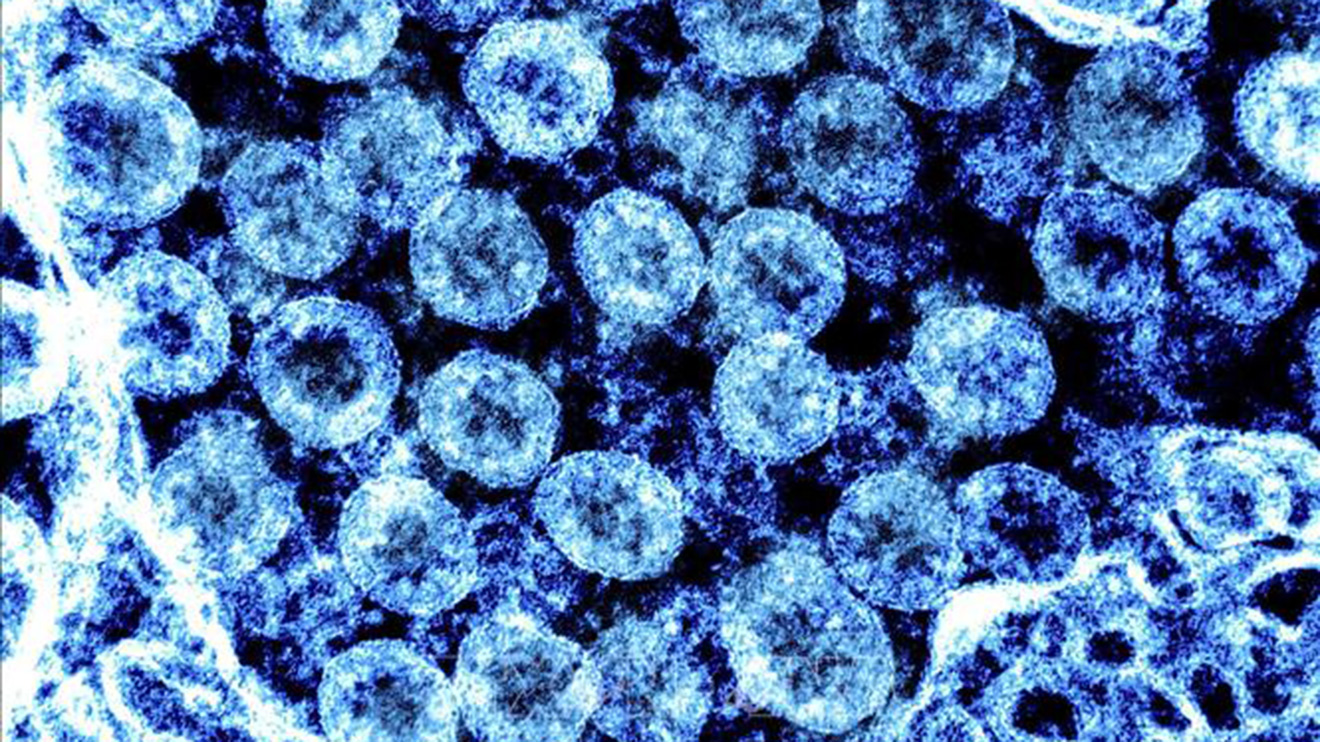 Trí tuệ nhân tạo, dự báo tiến hóa của virut