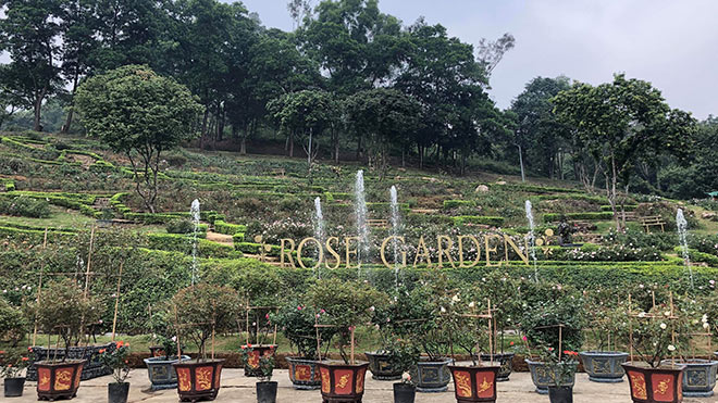Khám phá vườn hồng lập kỷ lục Guiness lớn nhất Việt Nam
