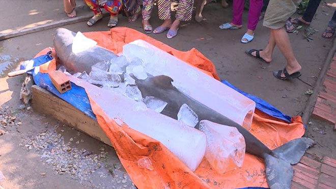 Bến Tre: Loài cá 'lạ' ngư dân bắt được là cá heo nước ngọt