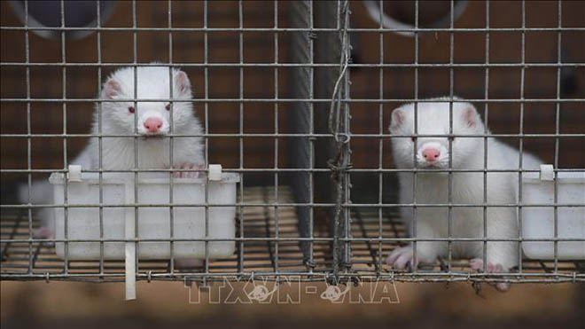 Dịch COVID-19: Hà Lan tiêu hủy thêm hai trang trại nuôi chồn nhiễm virus