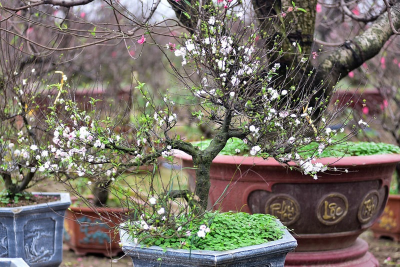 Đón giao thừa là gì, Đêm giao thừa cần làm gì, Đón giao thừa Nhâm Dần, Đón giao thừa làm gì để may mắn, đêm giao thừa, đón giao thừa, nên làm gì trước và sau giao thừa