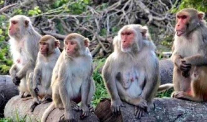 Kỳ lạ ngôi làng Ấn Độ cho khỉ đứng tên 32 mẫu đất vì một lý do đặc biệt