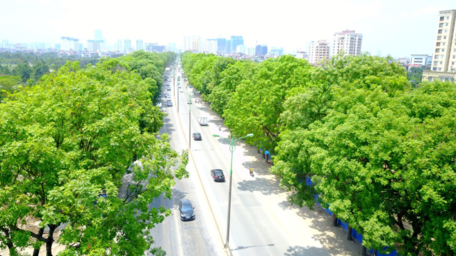 Từ nay đến 30/11 sẽ 'khai tử' 1.289 cây xanh trên đường Phạm Văn Đồng