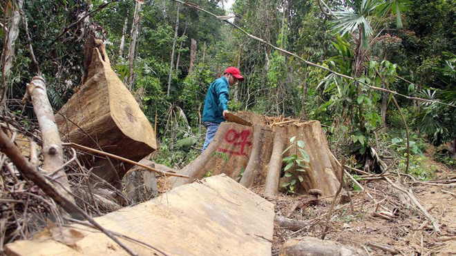 Kỷ luật các cán bộ kiểm lâm để xảy ra phá rừng ở Quảng Nam