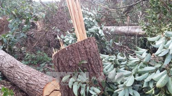 Vụ phá rừng ở Đắk Nông: Khiển trách Chủ tịch Hội đồng Quản trị Công ty Lâm nghiệp Quảng Sơn