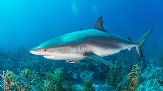 Kháng thể trong cá mập có thể ngăn ngừa virus SARS-CoV-2