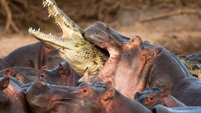 VIDEO: Một con cá sấu 'chiến' với hơn 30 con hà mã. Ai sẽ thắng?