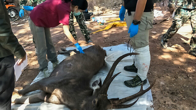 Hươu rừng ở Thái Lan chết do nuốt phải 7kg túi nhựa