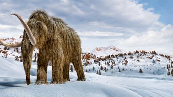 Phát hiện xác voi ma mút lông cừu quý hiếm tại Canada