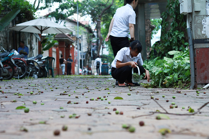 Rất nhiều sấu chín và non rụng