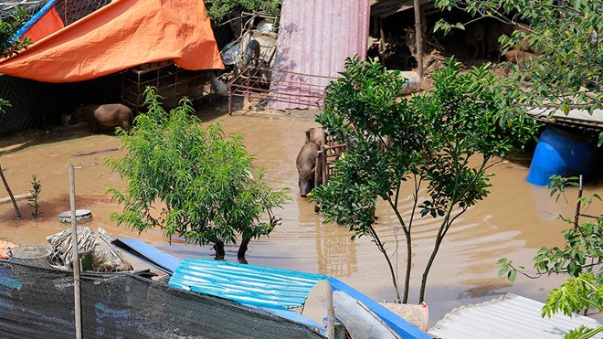 Hà Nội: Nước sông Hồng dâng cao nhấn chìm hoa màu, những ngôi nhà tạm