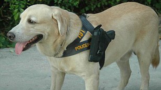 Covid-19, tình hình Covid-19, chó nghiệp vụ phát hiện Covid-19, tin tức quốc tế, thái lan huấn luyện chó phát hiện covid-19