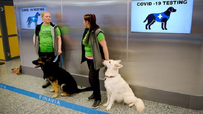 Covid-19, tình hình Covid-19, chó nghiệp vụ phát hiện Covid-19, tin tức quốc tế, thái lan huấn luyện chó phát hiện covid-19