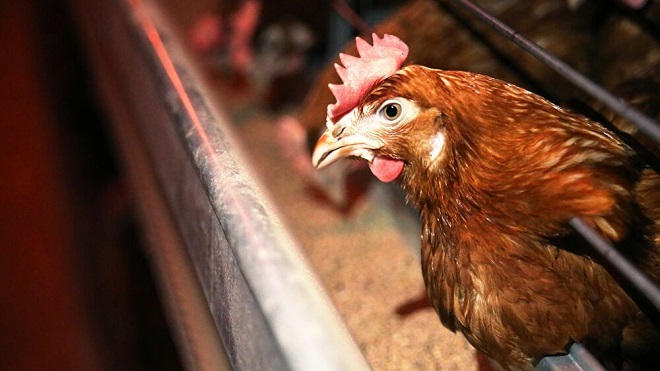 WHO khuyến cáo về lây nhiễm cúm A H5N8 từ gà sang người