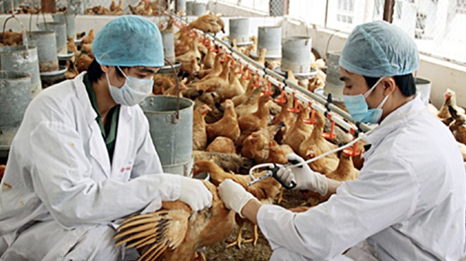Cúm virus, cúm H5N8, dịch cúm mới, cúm gà, virus cúm gà, chăn nuôi gà, tổ chức y tế, dịch cúm lây từ gà sang người